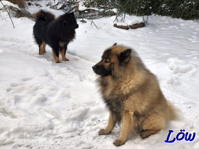 11.1.2026 - Endlich mal Schnee
